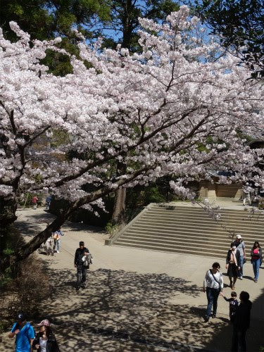 円覚寺 桜満開宣言 臨済宗大本山 円覚寺
