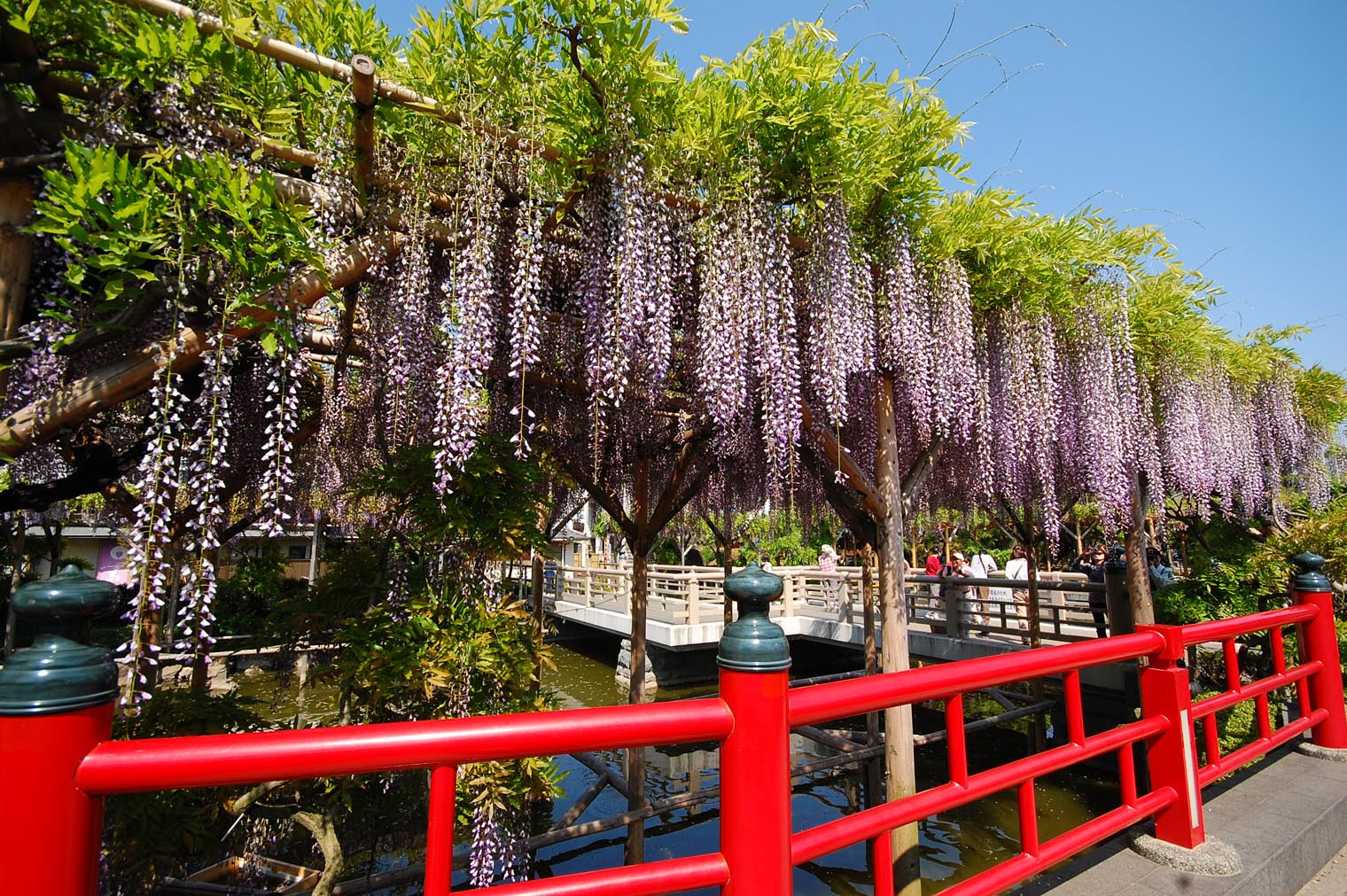 ５月の風を感じよう 全国のおすすめ藤祭り10選 Triipnow