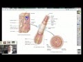 Hair Anatomy