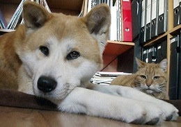 日本もオランダのように飼育状況が追求調査されるようになってほしい 生体販売なくなってほしい あれもこれも見習ってほしい 野良犬も野良猫もいない国 未分類