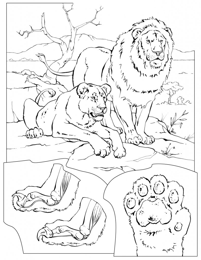 Coloring Pages - Wildlife Research & Conservation