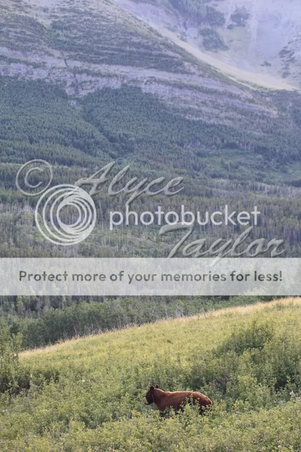 Bear on the Mountainside - Photo of the Day - March 21st, 2010