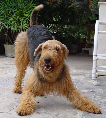 airedale dog piece