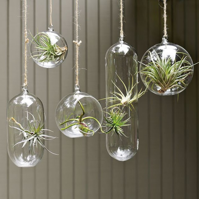 Shane Powers Hanging Glass Bubble Collection - contemporary ...