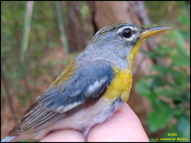 Northern Parula