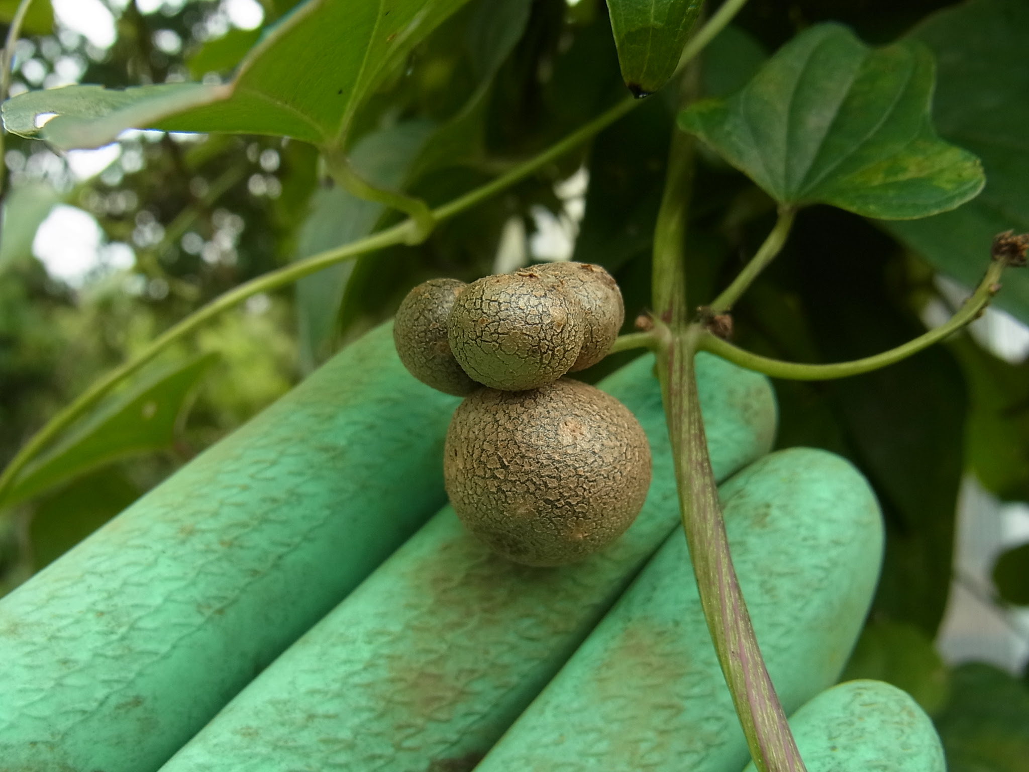 キャベツ植え付け ニームパウダーは本当に虫除けに効果あるでしょうか にこにこ菜園日記