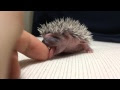 Amazing What is this baby hedgehog Might Be The Cutest Thing In The Universe. Seriously.
