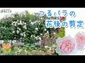 ++ 50 ++ 薔薇 つるヒストリー 190930-バラつるヒストリー