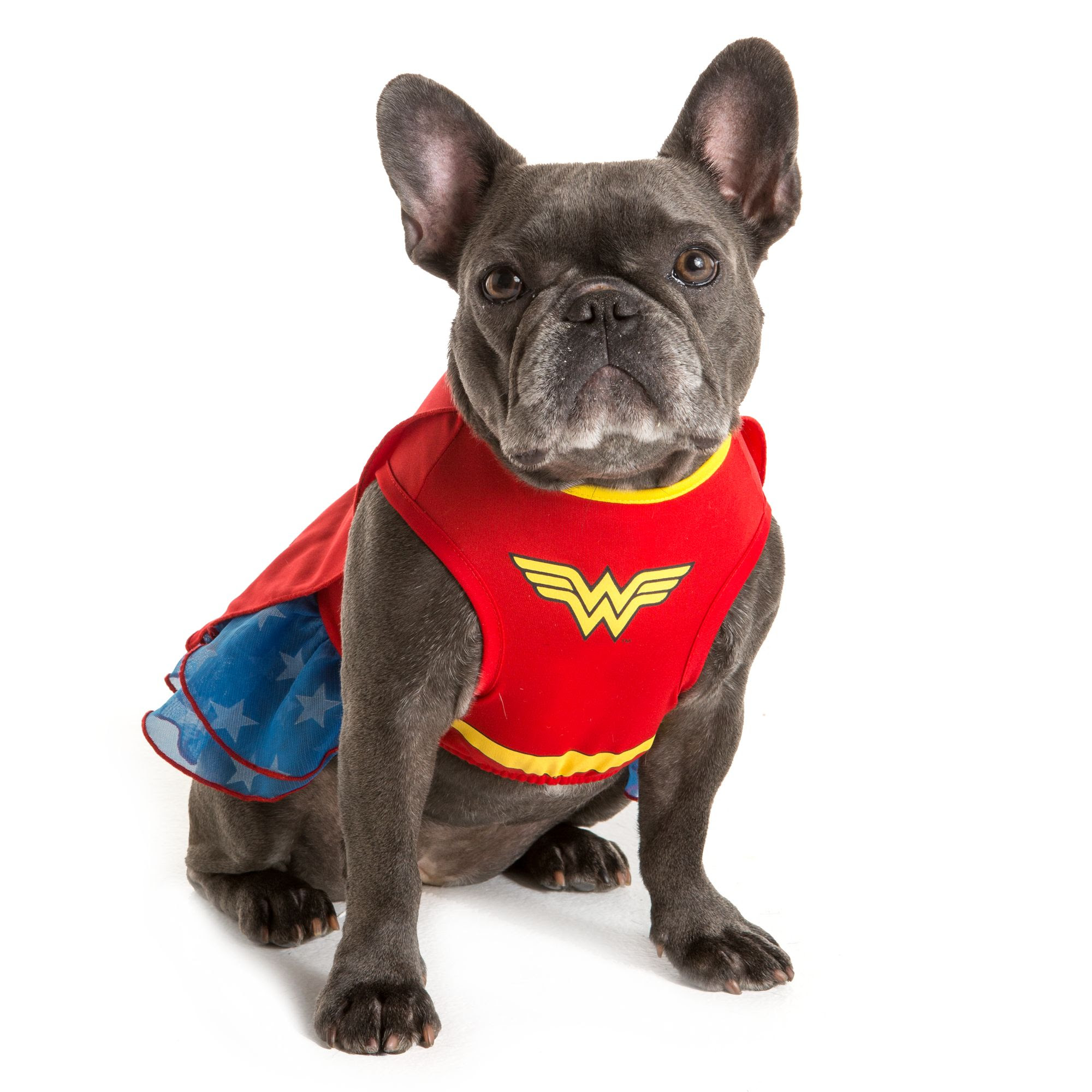 Wonder Woman Pet Costume for Halloween  #pets #halloween #dogcostume