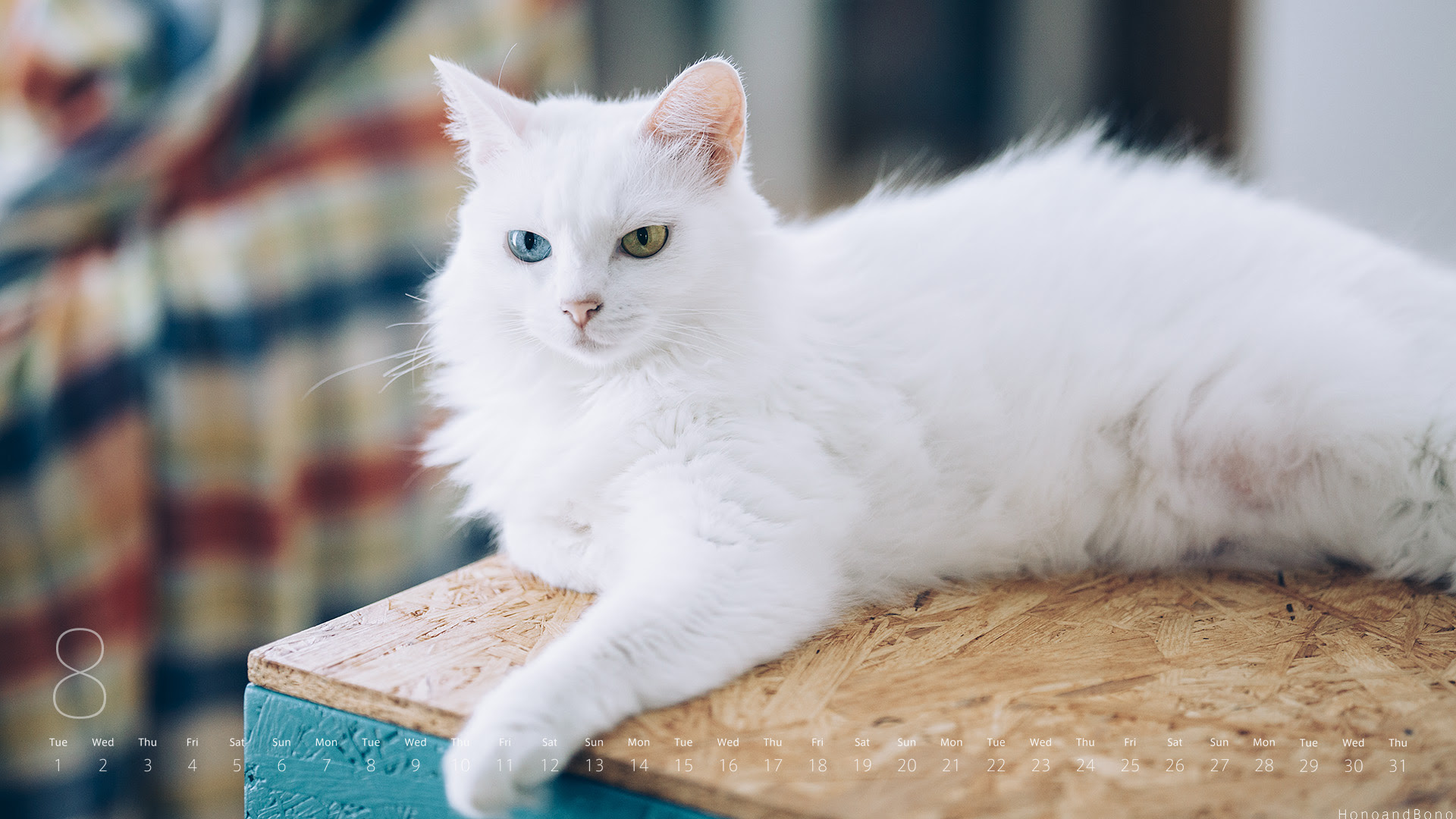 ２０１７年８月のデスクトップ壁紙 カレンダー Hono And Bono きょうもホノぼの サバトラ ホノ 白猫 ぼの の猫 姉妹と飼主夫婦のほのぼのな日々