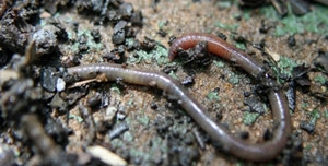 ミミズ 食用にするより魚釣りの餌に 自己破産 マイナスからスタート