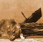 rat leaving sinking ship
