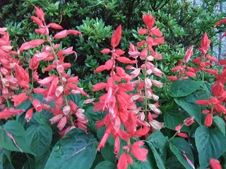 この花の名前なんていうの いつもいつも思ってた 赤い花 サルビア