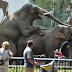 Foto Gajah Kawin