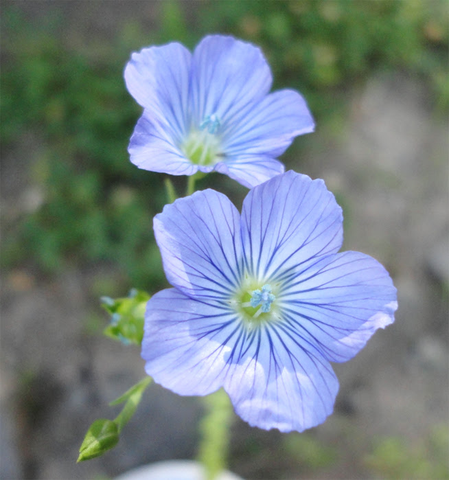 亜麻の花 宿根と一年草は違う ８回の転居の末に家を建てる