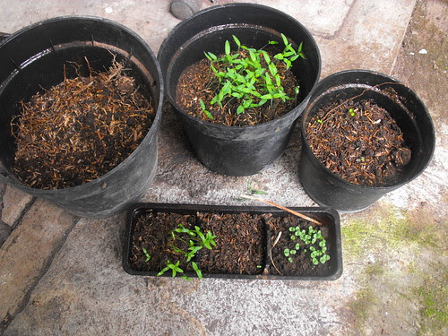Plantitas