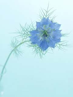 青色の花が心と体に及ぼす効果 花と緑のコンシェルジュ