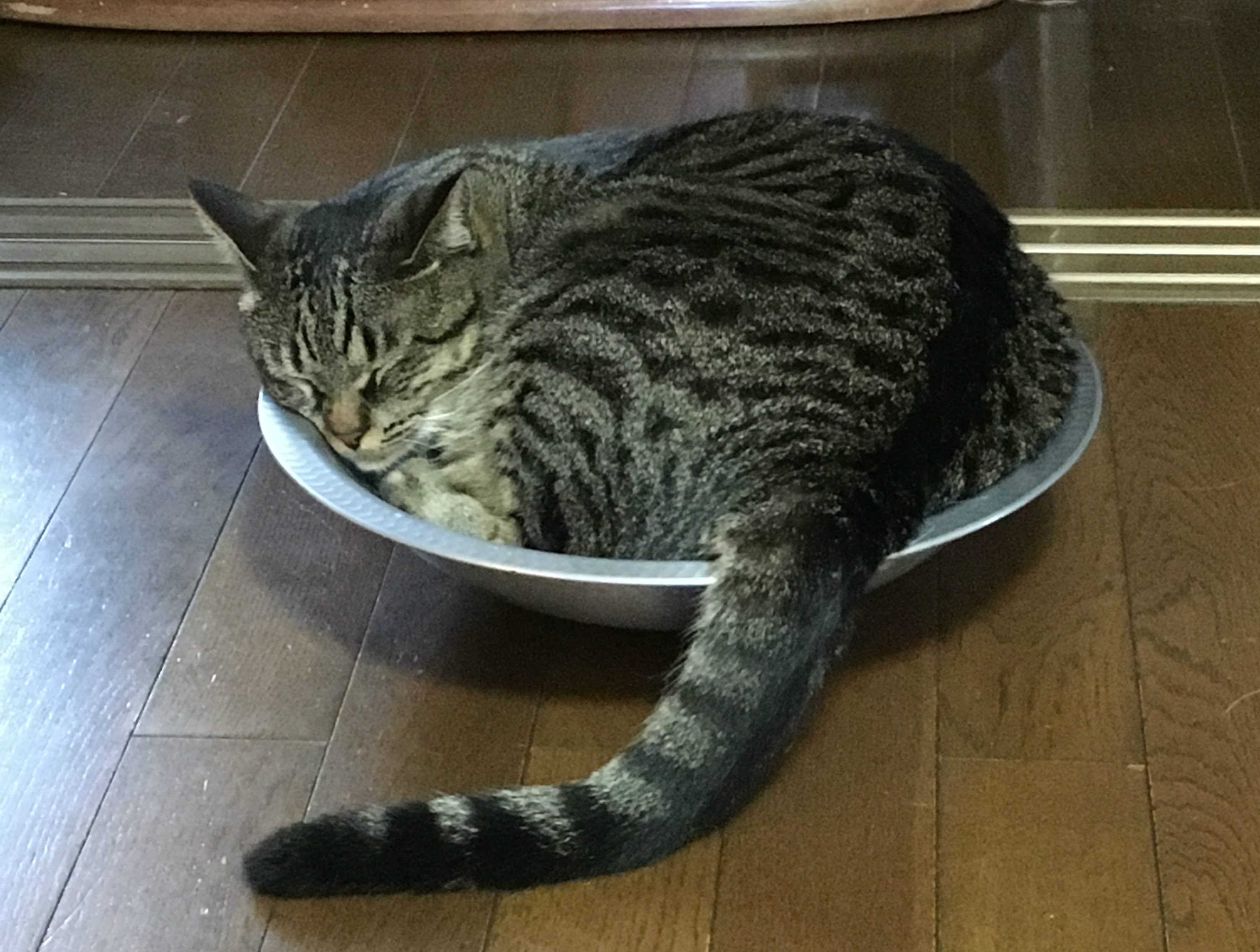 夏の猫ベッドに一工夫 快適な素材や理想の置き場所とは