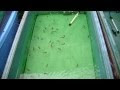 無料ダウンロード らんちゅう 稚魚 病気 393013-らんちゅう 稚魚 病気