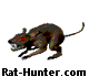 rats