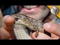 Baby Alligator Lizard For Sale