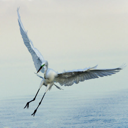 Birds Flying on To Learn Birds Flying Style So I Collect These Pictures  Every Bird