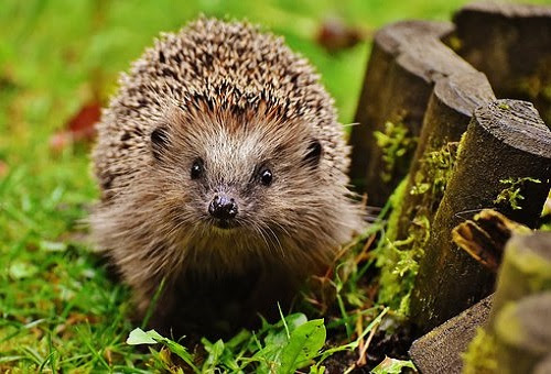 ハリネズミの尿の量は？多い時や少ない時は大丈夫なの ...
