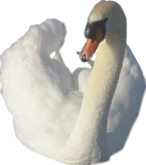 tube cygne 