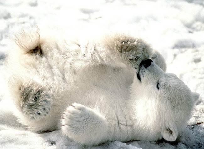 Qpanimals Polar Bear