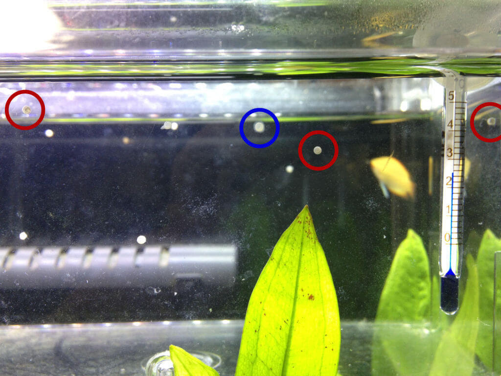 コリドラスの有精卵と無精卵について