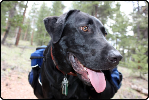 Denver Area Dog Walkers & Pet Sitters, See Spot Happy