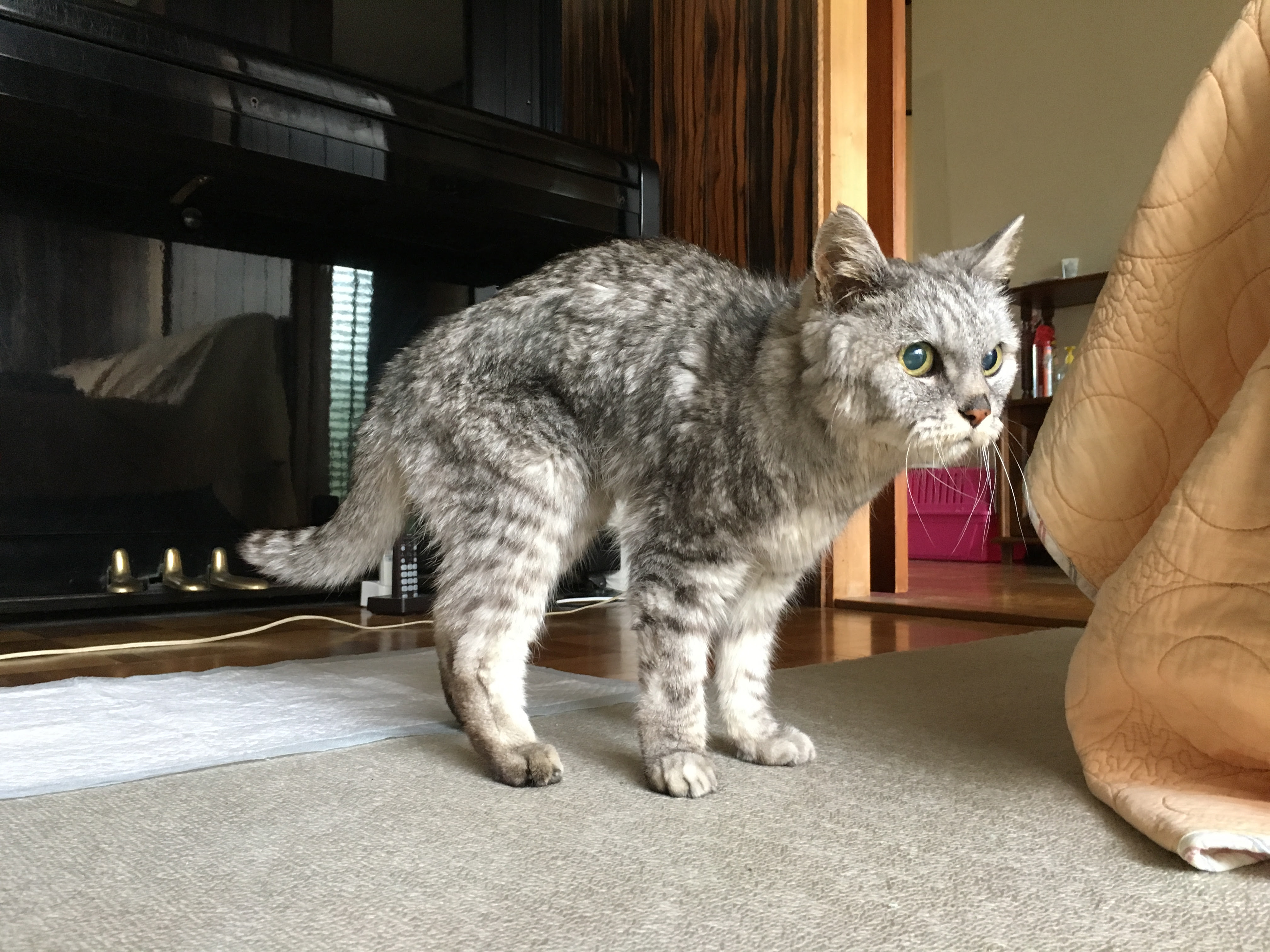 老猫の便秘に ロイヤルカナン消化器サポート可溶性繊維 と オリーブオイル 投入 あゝ 猫道