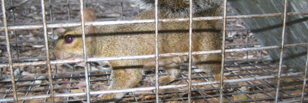 Squirrel trapping: how to trap a squirrel