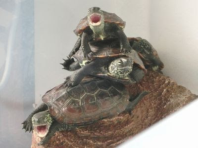 かめかめ飼育日記 キュートな合唱団