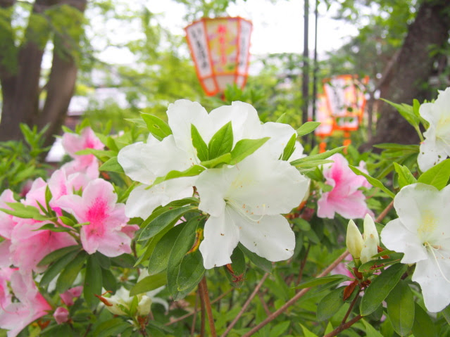 オオムラサキツツジ花散歩