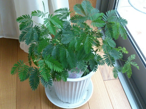 緑のある生活 オジギソウに花芽