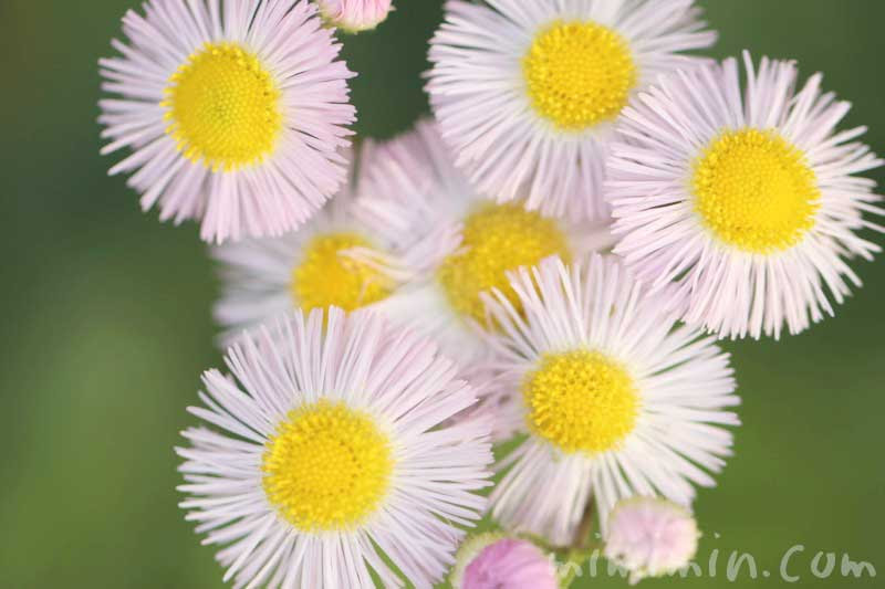 ハルジオン 春紫苑 の花の写真 花言葉 名前の由来 みみみんブログ