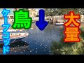 [コンプリート！] ディズニーシー 鳥 961663-ディズニーシー 鳥