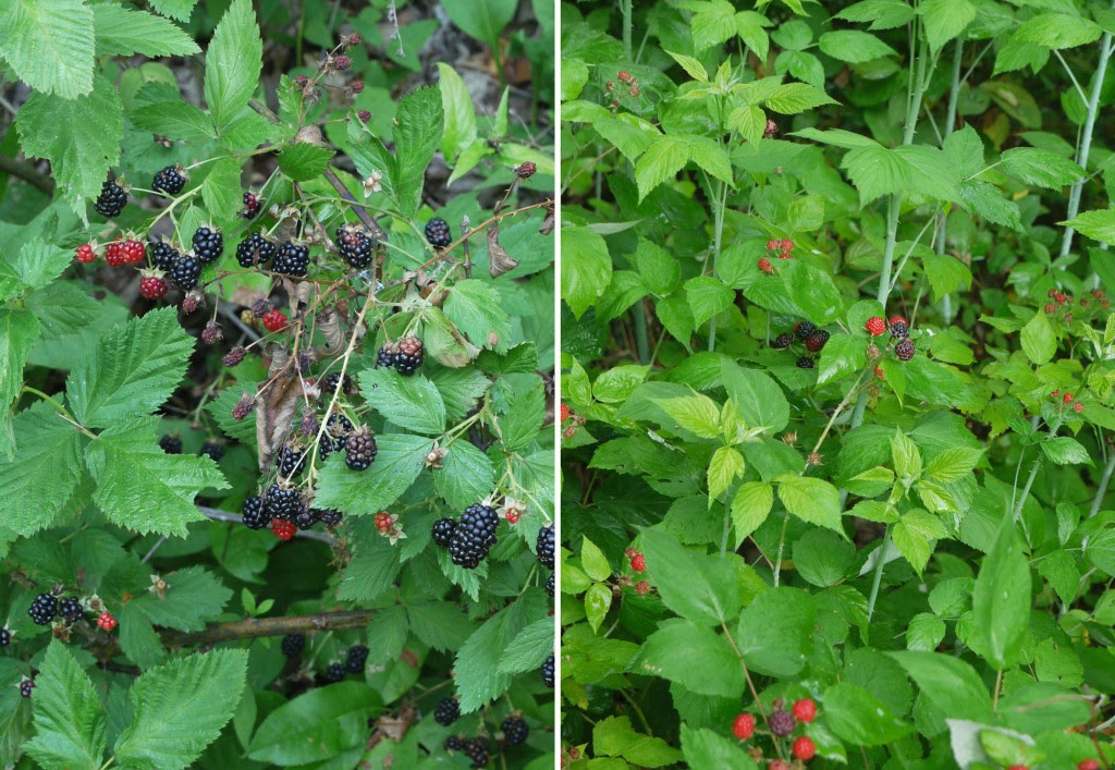 Blackberry? or black raspberry? | Identify that Plant