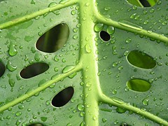 Say Cheese (Monstera Deliciosa)