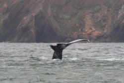 San Francisco Bay whales