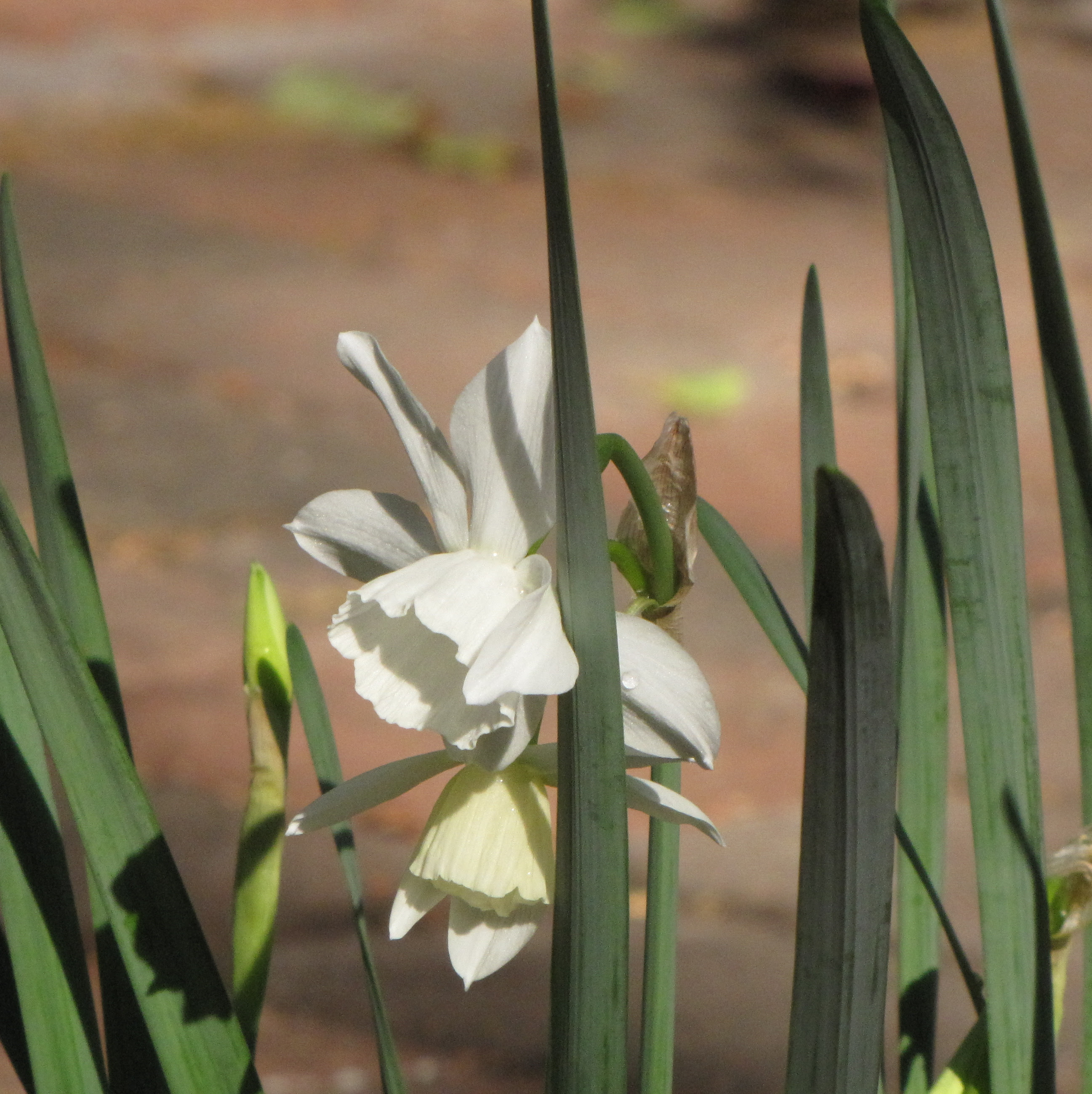 Blooming in Musashi's Garden