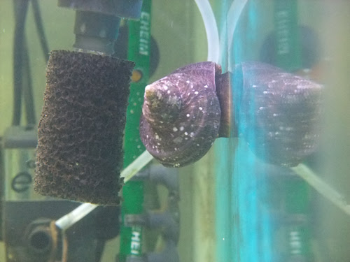 愛媛のとあるマンションのベランダでらんちゅう飼育 飼育環境 海水