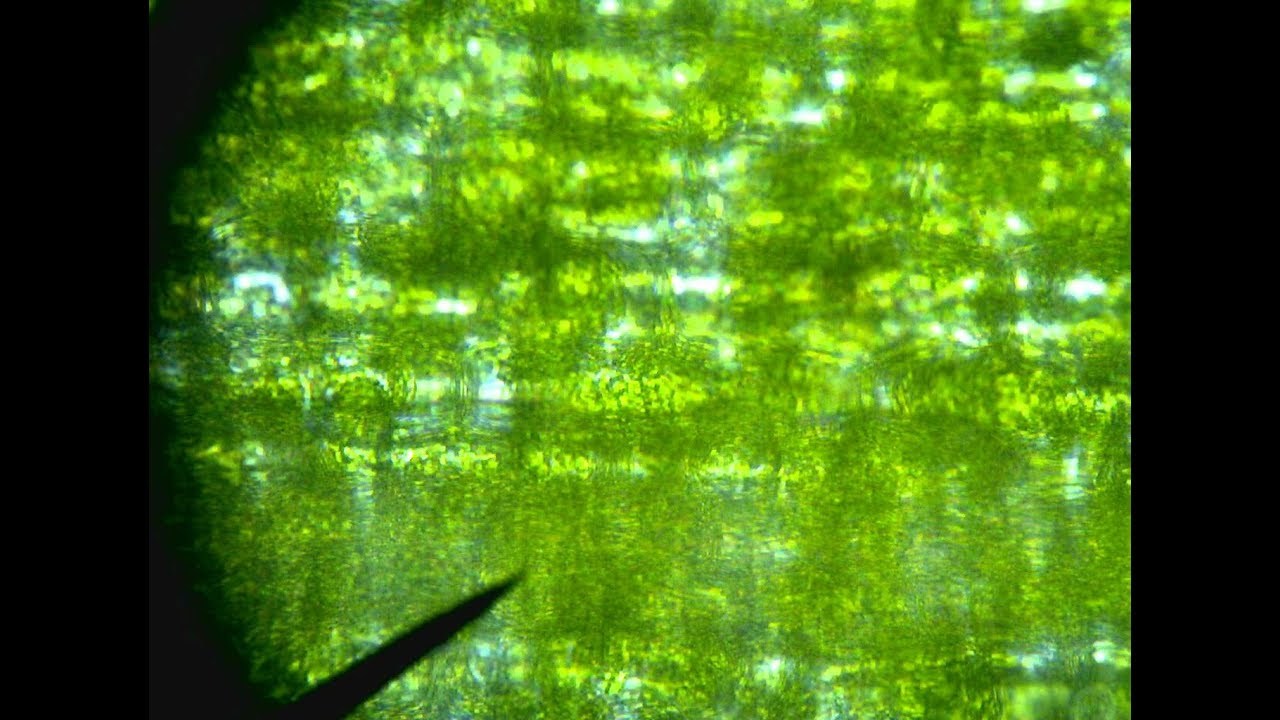 Elodea cells in an hypotonic environment. - YouTube