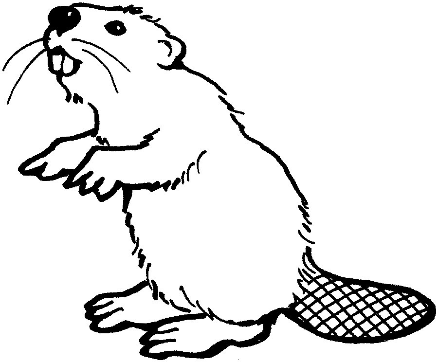 Beavers coloring pages