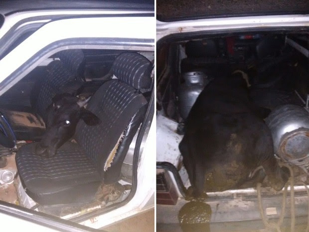 Banco traseiro do Fiat foi retirado para que o boi coubesse dentro do veículo (Foto: Renato Medeiros)