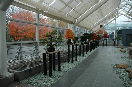 Bonsai Museum