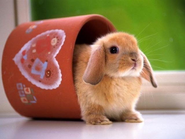 癒される 可愛い仕草をする動物たち 中国網 日本語