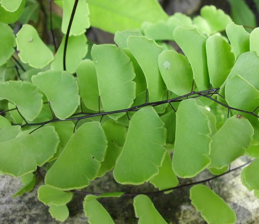 3 Jenis  Tanaman  Hias  Daun  Terpopuler