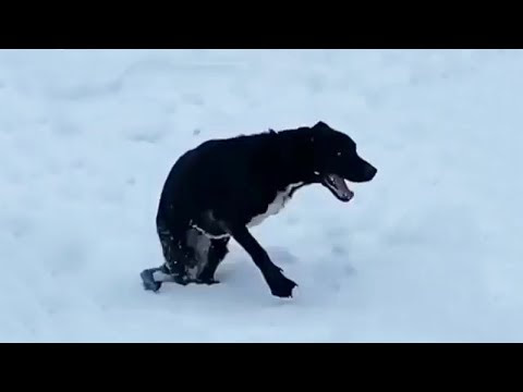 A touching story about a dog that lost her family in an accident.